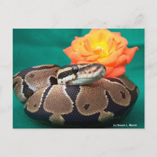 Ball Python, groene achtergrond, oranje roos Briefkaart (Voorkant)