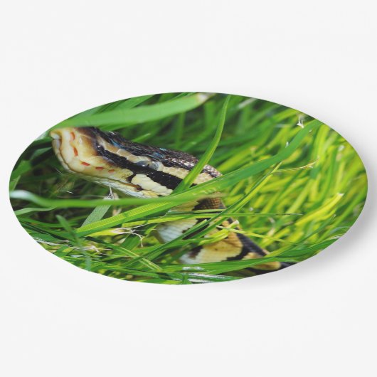 ball python in gras.png papieren bordje (Gekanteld)