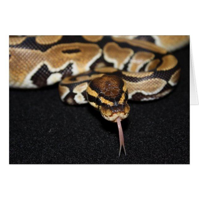 Ball Python-kaart (Voorkant Horizontaal)