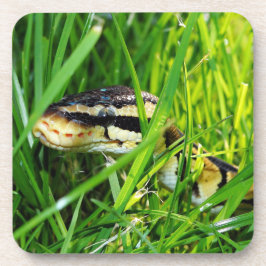Ball Python Snake in the Grass Bier Onderzetter