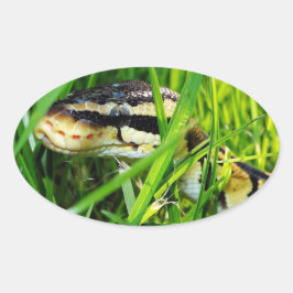 Ball Python Snake in the Grass Ovale Sticker