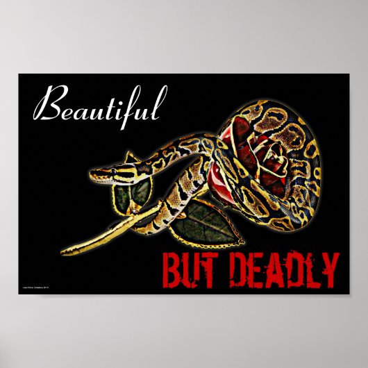 Ball Python Snake poster (Voorkant)