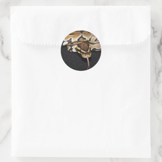 Ball Python Sticker (Tas)