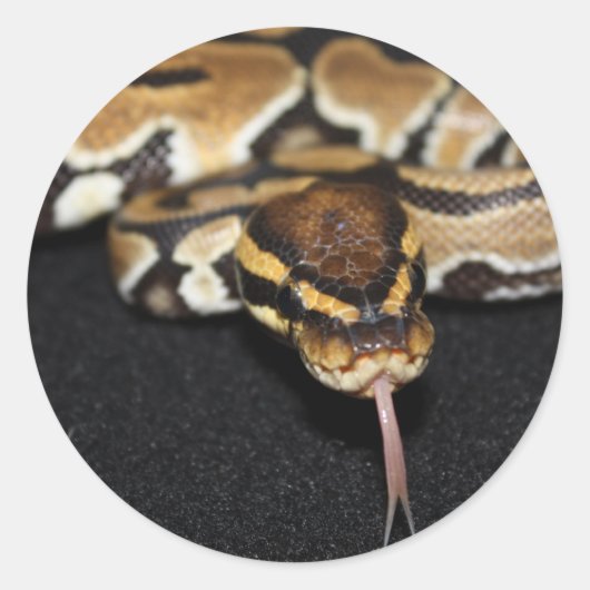 Ball Python Sticker (Voorkant)