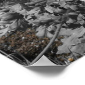 Ballarat Botanische Tuinen Bloemen Display Poster (Hoek)