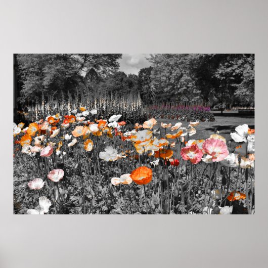 Ballarat Botanische Tuinen Bloemen Display Poster (Voorkant)