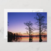 Ballende cyperbomen gedempt bij zonsondergang, briefkaart (Voorkant / Achterkant)