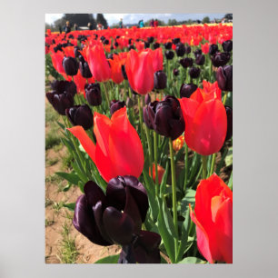 Ballerina en koningin van de nachtTulpen Poster