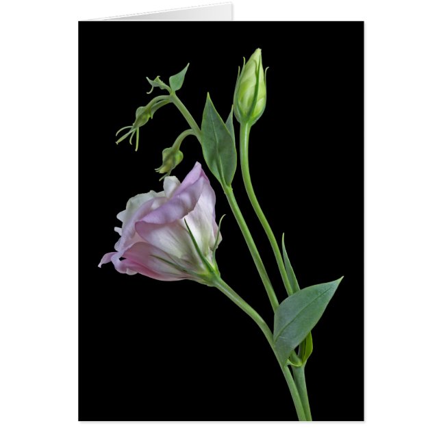 Ballerina Kaart (Voorkant)