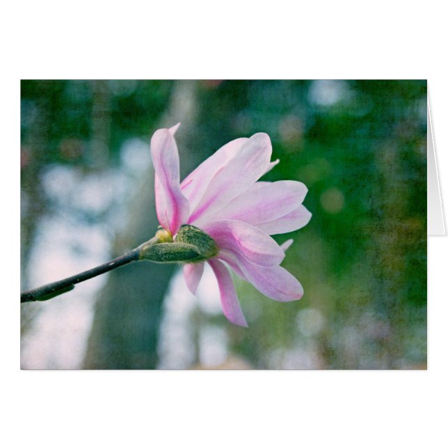 Ballerina Magnolia (Voorkant Horizontaal)