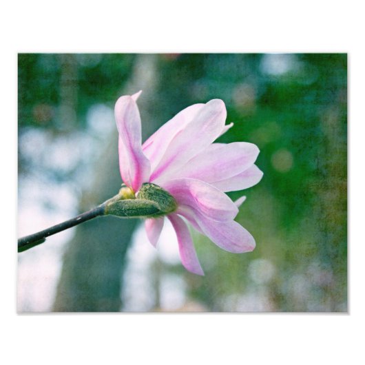 Ballerina Magnolia Foto Afdruk (Voorkant)