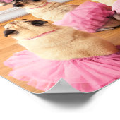 Ballerina Pugs in Tutus Poster (Hoek)