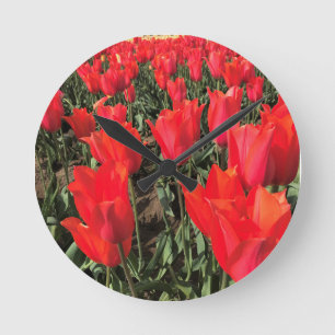 Ballerina Tulips, Oregon Ronde Klok