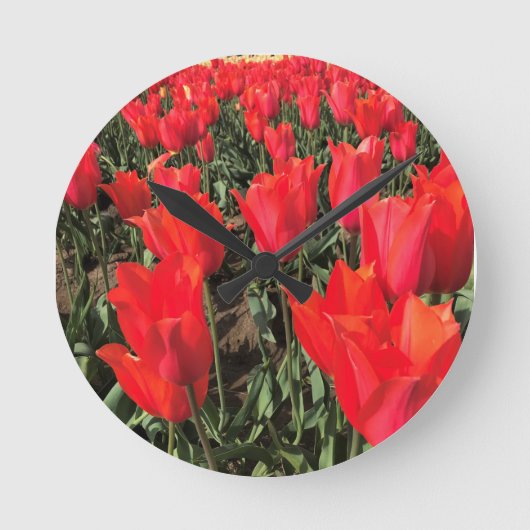 Ballerina Tulips, Oregon Ronde Klok (Voorkant)