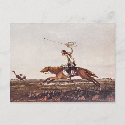 Balling Ostriches Briefkaart (Voorkant)