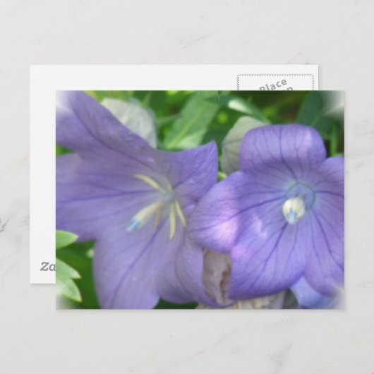 Ballonbloem Briefkaart (Voorkant / Achterkant)