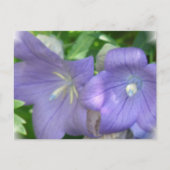 Ballonbloem Briefkaart (Voorkant)