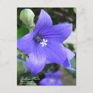 Ballonventilator:Briefkaart Briefkaart