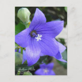 Ballonventilator:Briefkaart Briefkaart (Voorkant)