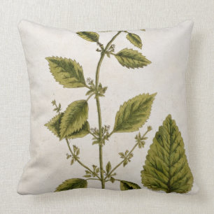 Balm, bord 27 uit "A Curious Herbal", gepubliceerd Kussen