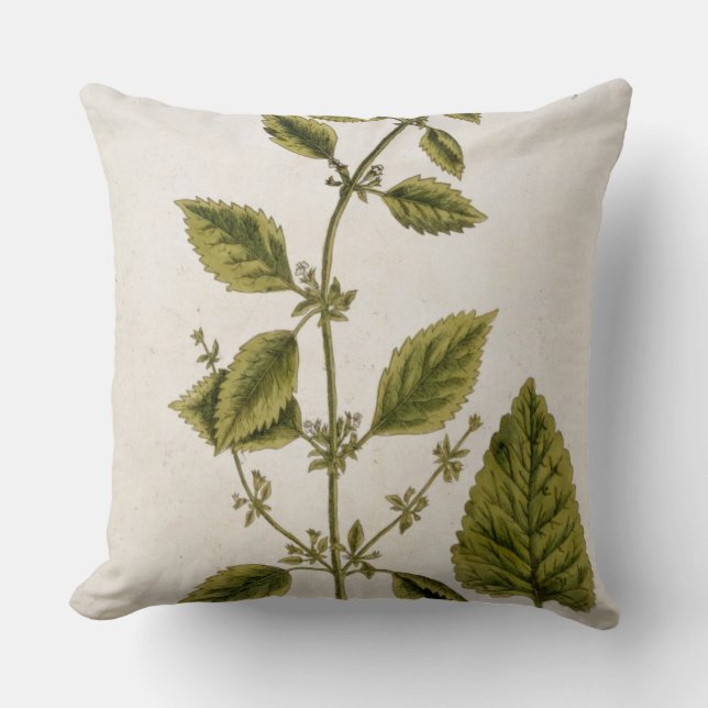 Balm, bord 27 uit "A Curious Herbal", gepubliceerd Kussen (Voorkant)