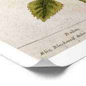 Balm, bord 27 uit "A Curious Herbal", gepubliceerd Poster (Hoek)