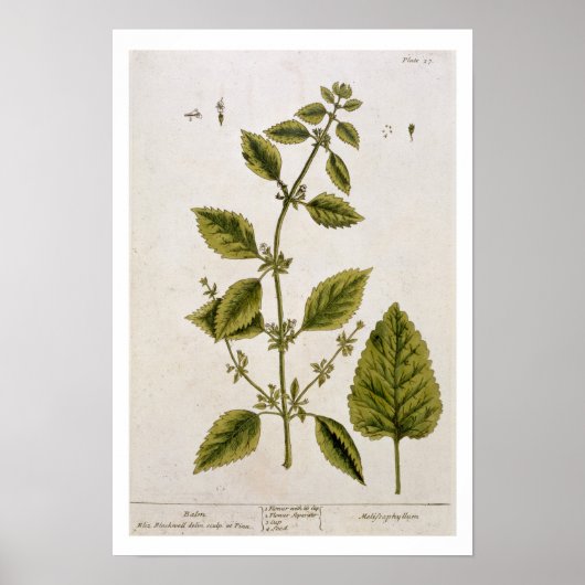 Balm, bord 27 uit "A Curious Herbal", gepubliceerd Poster (Voorkant)