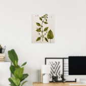 Balm, bord 27 uit "A Curious Herbal", gepubliceerd Poster (Thuiskantoor)