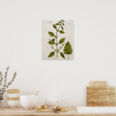 Balm, bord 27 uit "A Curious Herbal", gepubliceerd Poster (Keuken)