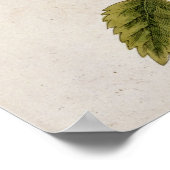 Balm, bord 27 uit "A Curious Herbal", gepubliceerd Poster (Hoek)