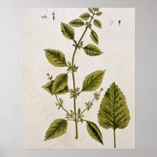 Balm, bord 27 uit "A Curious Herbal", gepubliceerd Poster (Voorkant)