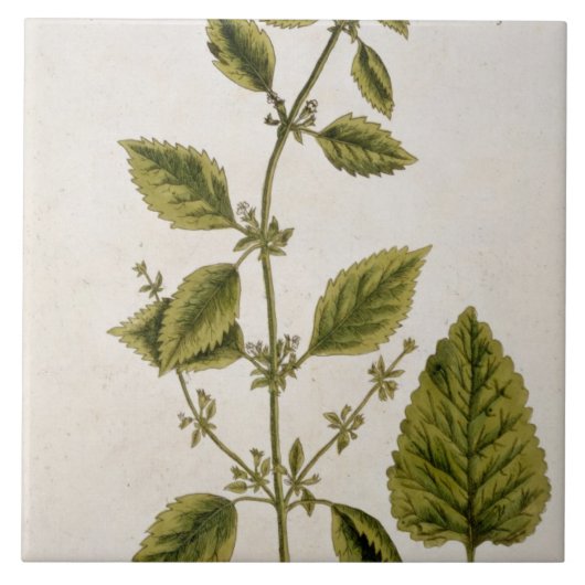 Balm, bord 27 uit "A Curious Herbal", gepubliceerd Tegeltje (Voorkant)