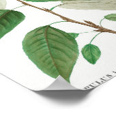 Balsam poplar (Populus balsamifera) van Traite de Poster (Hoek)