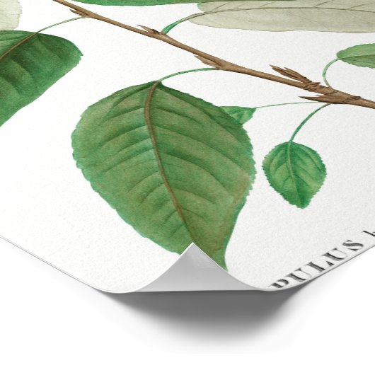 Balsam poplar (Populus balsamifera) van Traite de Poster (Hoek)