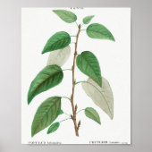 Balsam poplar (Populus balsamifera) van Traite de Poster (Voorkant)