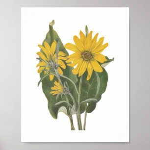 Balsam Root Wildflower Poster
