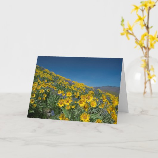 Balsamroot bloei blanco kaart (Gele Bloem)