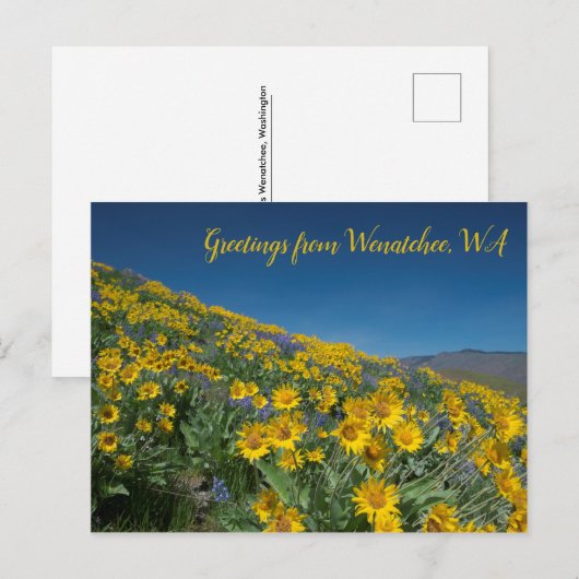 Balsamroot Bloom bij Sage Hills Wenatchee, WA Briefkaart (Voorkant / Achterkant)
