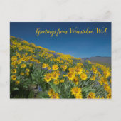 Balsamroot Bloom bij Sage Hills Wenatchee, WA Briefkaart (Voorkant)