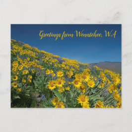 Balsamroot Bloom bij Sage Hills Wenatchee, WA Briefkaart