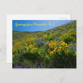 Balsamroot en Lupine in Sage Hills Wenatchee, WA Briefkaart (Voorkant / Achterkant)