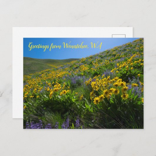 Balsamroot en Lupine in Sage Hills Wenatchee, WA Briefkaart (Voorkant / Achterkant)