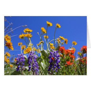 Balsamroot, lupine en penseel