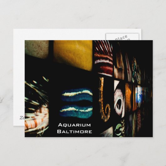 Baltimore Aquarium Briefkaart (Voorkant / Achterkant)