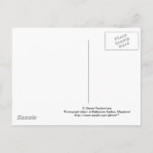 Baltimore, Briefkaart Maryland (Achterkant)