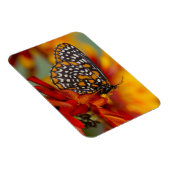 Baltimore-checkButterfly Magneet (Rechterzijde)