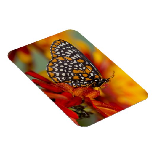 Baltimore-checkButterfly Magneet (Rechterzijde)