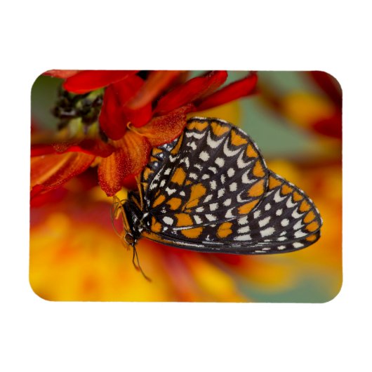 Baltimore-checkButterfly Magneet (Horizontaal)