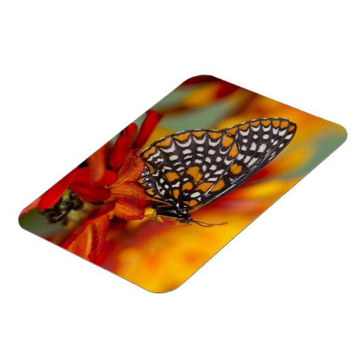 Baltimore-checkButterfly Magneet (Linkerzijde)