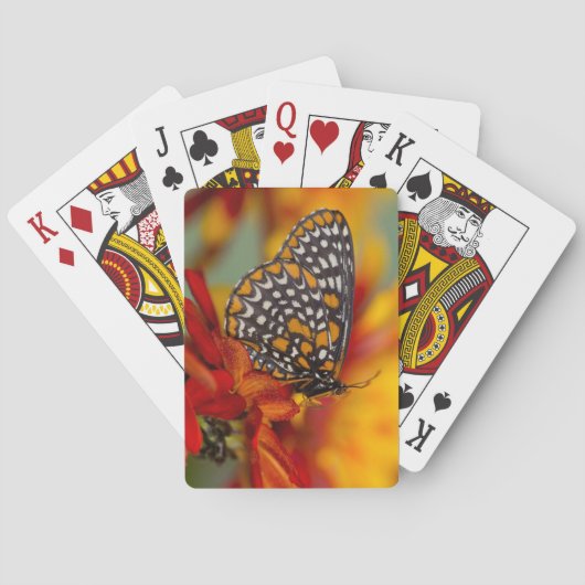 Baltimore-checkButterfly Pokerkaarten (Achterkant)